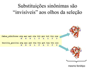 Substituições sinônimas são
“invisíveis” aos olhos da seleção
Cebus_albifrons atg aac aat cta ttt gcc tct ttc cca
M N N L F A S F P
Gorilla_gorilla atg aac aat tta ttc gct tca ttc ccc
M N N L F A S F P
mesmo fenótipo
 