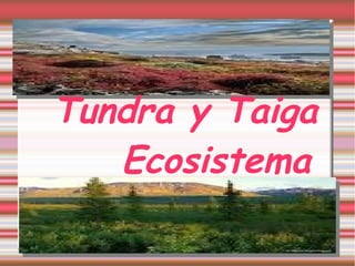 Tundra y Taiga 
Ecosistema 
 