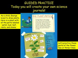 GUIDED PRACTICE
           Today you will create your own science
                          journals!
As a child, George
loved to draw plants.
Here is a plant with
all the parts labeled
– petal, bud, leaf,
roots, and stems.




                                          Let’s practice these
                                          parts of the flower
                                          two or three times.
 