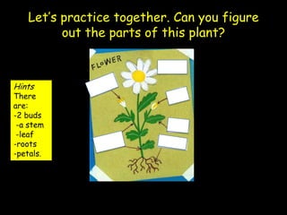 Let’s practice together. Can you figure
         out the parts of this plant?



Hints
There
are:
-2 buds
 -a stem
 -leaf
-roots
-petals.
 