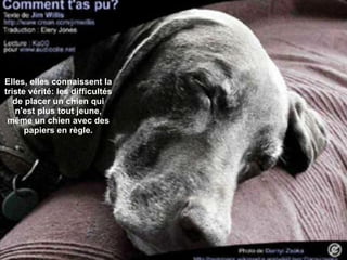 Elles, elles connaissent la triste vérité: les difficultés de placer un chien qui n'est plus tout jeune, même un chien avec des papiers en règle. 