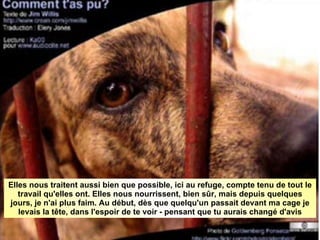 Elles nous traitent aussi bien que possible, ici au refuge, compte tenu de tout le travail qu'elles ont. Elles nous nourrissent, bien sûr, mais depuis quelques jours, je n'ai plus faim. Au début, dès que quelqu'un passait devant ma cage je levais la tête, dans l'espoir de te voir - pensant que tu aurais changé d'avis 