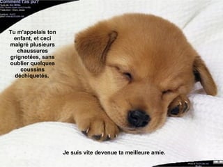 Tu m'appelais ton enfant, et ceci malgré plusieurs chaussures grignotées, sans oublier quelques coussins déchiquetés.   Je suis vite devenue ta meilleure amie. 