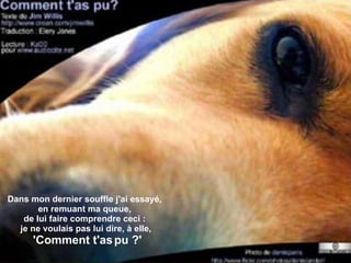 Dans mon dernier souffle j'ai essayé,  en remuant ma queue,  de lui faire comprendre ceci :  je ne voulais pas lui dire, à elle, 'Comment t'as pu ?' 