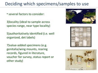 Deciding which specimens/samples to use several factors to consider: locality (ideal to sample across species range, near type locality) authoritatively identified (i.e. well organized, det labels) value-added specimens (e.g. genitalia/wing mounts, rearing records, figured in literature, voucher for survey, status report or other study) 
