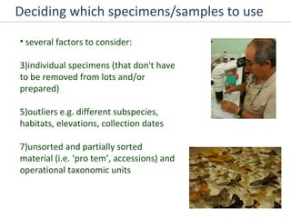 Deciding which specimens/samples to use several factors to consider: individual specimens (that don't have to be removed from lots and/or prepared) outliers e.g. different subspecies, habitats, elevations, collection dates unsorted and partially sorted material (i.e. ‘pro tem’, accessions) and operational taxonomic units 