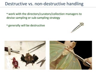 Destructive vs. non-destructive handling work with the directors/curators/collection managers to devise sampling or sub-sampling strategy generally will be destructive 
