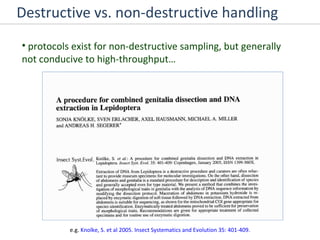 Destructive vs. non-destructive handling protocols exist for non-destructive sampling, but generally not conducive to high-throughput… e.g.  Knolke, S. et al 2005. Insect Systematics and Evolution 35: 401-409. 