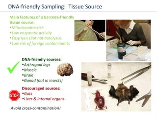 DNA-friendly Sampling:  Tissue Source  DNA-friendly sources: Arthropod legs Muscle Brain Gonad (not in insects) Discouraged sources: Guts Liver & internal organs Main features of a barcode-friendly  tissue source: Mitochondria-rich Low enzymatic activity Easy lysis (but not autolysis) Low risk of foreign contaminants  Avoid cross-contamination! 