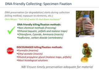 DNA-friendly Collecting: Specimen Fixation DNA preservation (or degradation) starts during collection  (killing method, exposure to elements, etc.)  Chris Meyer: “Get rid of water & shut down nucleases” DNA-friendly killing/fixation methods: Non-chemical methods (Freezing) Ethanol (aquatic, pitfalls and malaise traps) Chloroform, Cyanide, Ammonia (insects) Isoflurane, carbon dioxide (vertebrates) DISCOURAGED killing/fixation methods: Formalin (marine) Ethyl acetate (insects) Diluted propylene glycol (malaise traps, pitfalls) Most histological solutions  NB! Ensure timely preservation adequate for material 