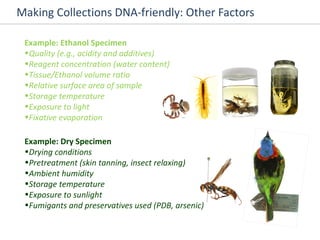 Making Collections DNA-friendly: Other Factors  Example: Ethanol Specimen Quality (e.g., acidity and additives) Reagent concentration (water content) Tissue/Ethanol volume ratio Relative surface area of sample Storage temperature Exposure to light Fixative evaporation Example: Dry Specimen Drying conditions Pretreatment (skin tanning, insect relaxing) Ambient humidity Storage temperature Exposure to sunlight Fumigants and preservatives used (PDB, arsenic) 