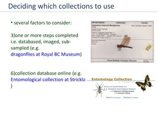 Deciding which collections to use several factors to consider: one or more steps completed i.e. databased, imaged, sub-sampled (e.g.  dragonflies at Royal BC Museum ) collection database online (e.g.  Entomological collection at Strickland ) 