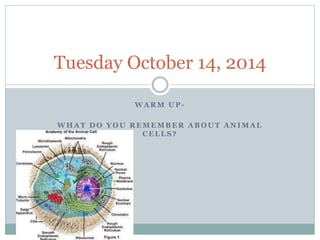 Tuesday October 14, 2014 
WARM UP-WHAT 
DO YOU REMEMBER ABOUT ANIMAL 
CELLS? 
 
