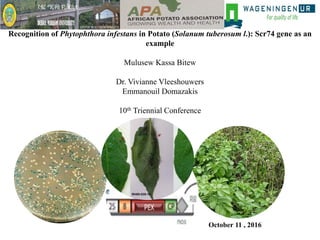 Recognition of Phytophthora infestans in Potato (Solanum tuberosum l.): Scr74 gene as an
example
Mulusew Kassa Bitew
Dr. Vivianne Vleeshouwers
Emmanouil Domazakis
10th Triennial Conference
October 11 , 2016
 