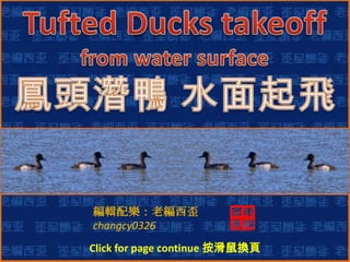 漢字對話 Tufted Ducks takeoff from water surface 鳳頭潛鴨 水面起飛 編輯配樂：老編西歪 changcy0326 （按键翻页） Click for page continue 按滑鼠換頁  