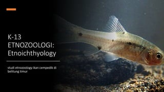 K-13
ETNOZOOLOGI:
Etnoichthyology
studi etnozoology ikan cempedik di
belitung timur
 