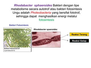 Rhodabacter sphaeroides Bakteri dengan tipe
metabolisme secara autotrof atau bakteri fotosintesis
Ungu adalah Photeobacteria yang bersifat fototrof,
sehingga dapat menghasilkan energi melalui
fotosintesis
Bakteri Fotosintesis
Rhodobacter spaeroides
Reaksi Terang
Reaksi Gelap
 