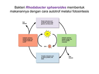 Bakteri Rhodabacter sphaeroides membentuk
makanannya dengan cara autotrof melalui fotosintesis
 