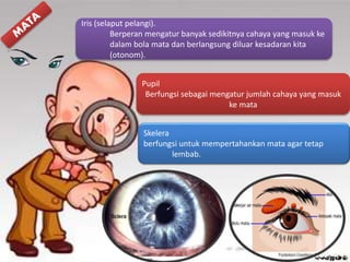 Iris (selaput pelangi).
Berperan mengatur banyak sedikitnya cahaya yang masuk ke
dalam bola mata dan berlangsung diluar kesadaran kita
(otonom).
Pupil
Berfungsi sebagai mengatur jumlah cahaya yang masuk
ke mata
Skelera
berfungsi untuk mempertahankan mata agar tetap
lembab.
 