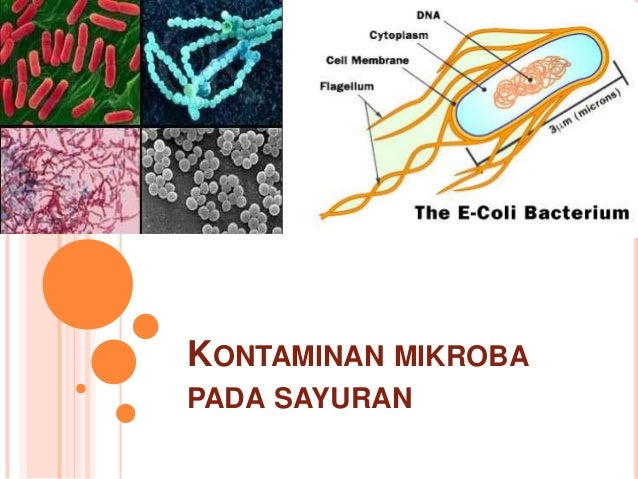 Lachnobacterium spp. Lachnobacterium spp