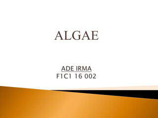 ALGAE
 