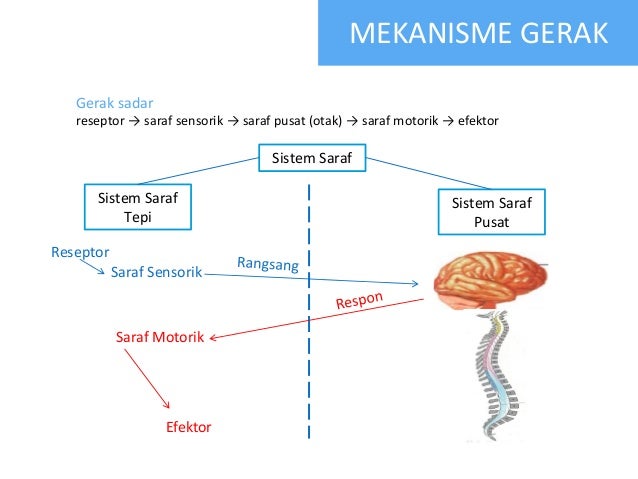 Mekanisme Kerja Sistem Saraf Homecare24 - vrogue.co