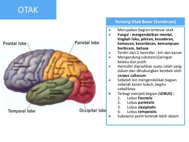 Sistem Saraf (pptx version)