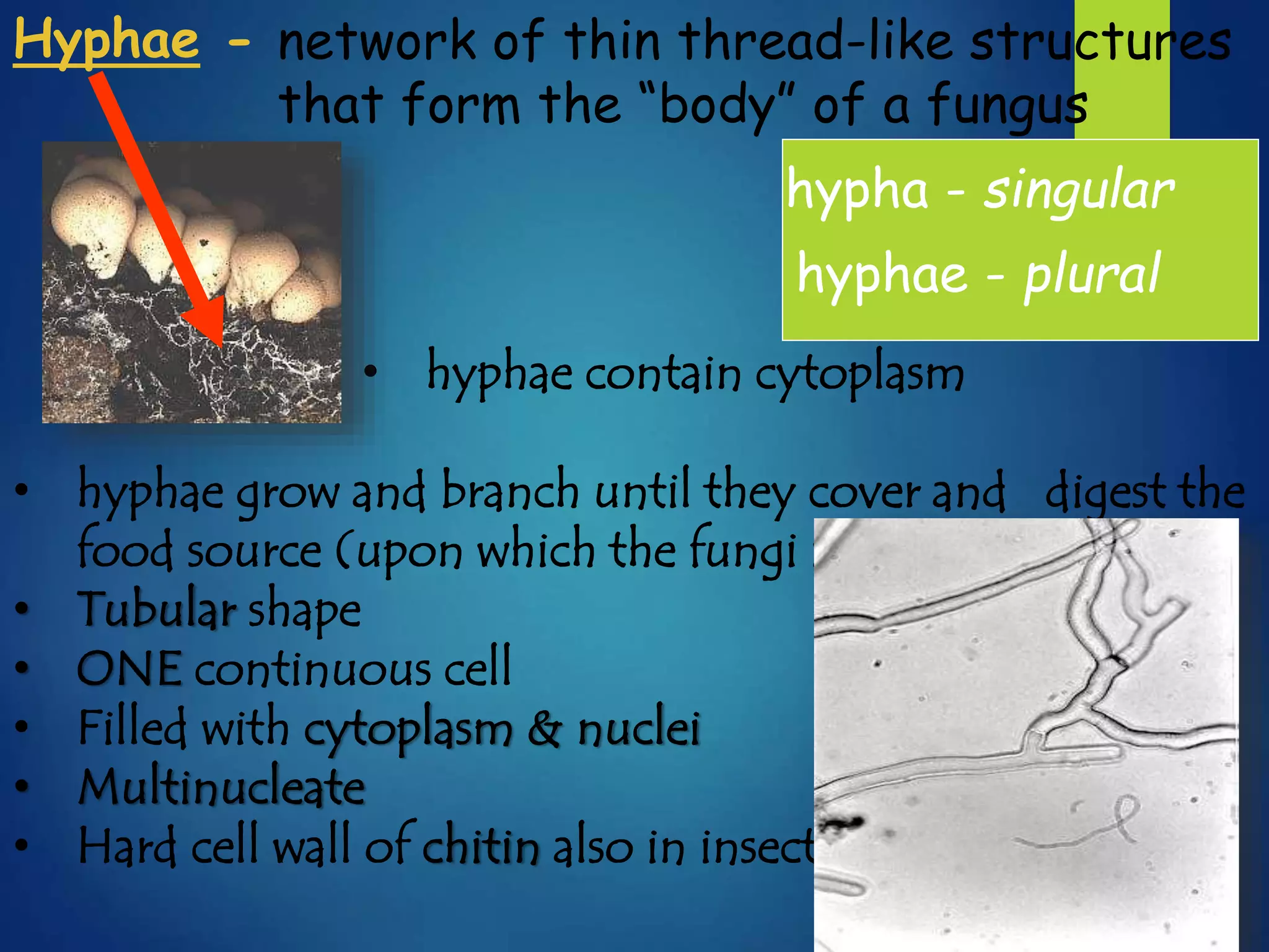 characteristic-and-structure-of-fungi-pptx
