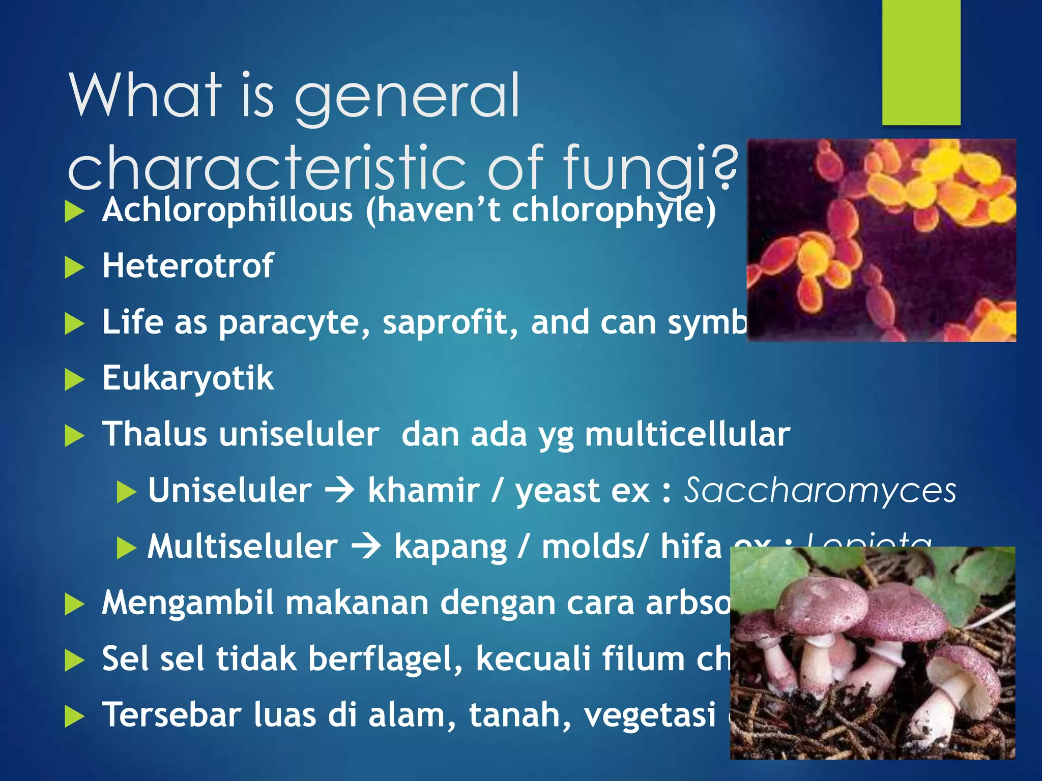 characteristic and structure of fungi | PPTX