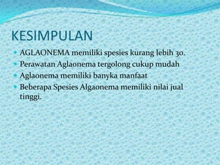 KESIMPULAN
 AGLAONEMA memiliki spesies kurang lebih 30.
 Perawatan Aglaonema tergolong cukup mudah
 Aglaonema memiliki banyka manfaat
 Beberapa Spesies Algaonema memiliki nilai jual
tinggi.
 