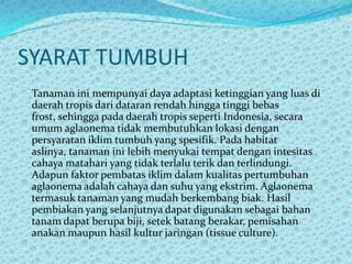 SYARAT TUMBUH
Tanaman ini mempunyai daya adaptasi ketinggian yang luas di
daerah tropis dari dataran rendah hingga tinggi bebas
frost, sehingga pada daerah tropis seperti Indonesia, secara
umum aglaonema tidak membutuhkan lokasi dengan
persyaratan iklim tumbuh yang spesifik. Pada habitat
aslinya, tanaman ini lebih menyukai tempat dengan intesitas
cahaya matahari yang tidak terlalu terik dan terlindungi.
Adapun faktor pembatas iklim dalam kualitas pertumbuhan
aglaonema adalah cahaya dan suhu yang ekstrim. Aglaonema
termasuk tanaman yang mudah berkembang biak. Hasil
pembiakan yang selanjutnya dapat digunakan sebagai bahan
tanam dapat berupa biji, setek batang berakar, pemisahan
anakan maupun hasil kultur jaringan (tissue culture).
 