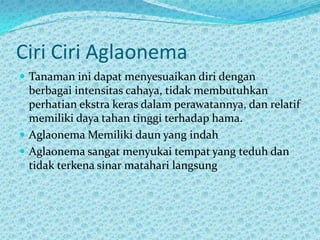Ciri Ciri Aglaonema
 Tanaman ini dapat menyesuaikan diri dengan
berbagai intensitas cahaya, tidak membutuhkan
perhatian ekstra keras dalam perawatannya, dan relatif
memiliki daya tahan tinggi terhadap hama.
 Aglaonema Memiliki daun yang indah
 Aglaonema sangat menyukai tempat yang teduh dan
tidak terkena sinar matahari langsung
 