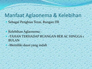 Manfaat Aglaonema & Kelebihan
 Sebagai Penghias Teras, Rungan Dll
 Kelebihan Aglaonema :
 -TAHAN TERHADAP RUANGAN BER AC HINGGA 1
BULAN
 -Memiliki daun yang indah
 