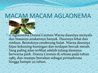 MACAM MACAM AGLAONEMA

 1) Aglaonema Donna Carmen Warna daunnya menyala
dan biasanya anakannya banyak. Daunnya lebat dan
rimbun. Bentuknya cenderung bulat. Warna daunnya
hijau kekuning-kuningan dan terdapat bercak merah.
Yang paling jelas terlihat adalah tulang daunnya
berwarna pink. Donna Carmen di release pada tahun
1985, dan mampu bertahan sebagai primadonna
hingga hampir 20 tahun.
 
