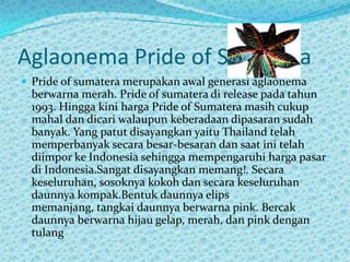 Aglaonema Pride of Sumatera
 Pride of sumatera merupakan awal generasi aglaonema
berwarna merah. Pride of sumatera di release pada tahun
1993. Hingga kini harga Pride of Sumatera masih cukup
mahal dan dicari walaupun keberadaan dipasaran sudah
banyak. Yang patut disayangkan yaitu Thailand telah
memperbanyak secara besar-besaran dan saat ini telah
diimpor ke Indonesia sehingga mempengaruhi harga pasar
di Indonesia.Sangat disayangkan memang!. Secara
keseluruhan, sosoknya kokoh dan secara keseluruhan
daunnya kompak.Bentuk daunnya elips
memanjang, tangkai daunnya berwarna pink. Bercak
daunnya berwarna hijau gelap, merah, dan pink dengan
tulang
 