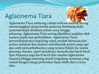 Aglaonema Tiara
 Aglaonema Tiara memang cukup terkenal karena sering
memenangkan ajang lomba pameran kembang skala
nasional.Sejak direlease tahun 2004 hingga
sekarang, Aglaonema Tiara sering dijadikan andalan oleh
nursery pada saat perlombaan. Aglaonema Tiara
pertumbuhannya tergolong cepat,mudah bertunas dan
antara indukan dan anakan membentuk posisi yang rapi
dan arah pertumbuhannya yang teratur.Selain itu warna
daunnya merata, sport merahnya menyala dan kecil-kecil.
Spot hijaunya juga kecil-kecil dan merata.Aglaonema
tiaranya hingga sekarang masih tergolong tanaman yang
mahal dengan harga perlembar daun lebih dari 5 ratus
ribu.
 
