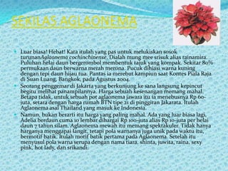 SEKILAS AGLAONEMA
 Luar biasa! Hebat! Kata itulah yang pas untuk melukiskan sosok
turunanAglaonema cochinchinense. Dialah mung mee srisuk alias rainamira.
Puluhan helai daun bergerombol membentuk tajuk yang kompak. Sekitar 80%
permukaan daun berwarna merah merona. Pucuk dihiasi warna kuning
dengan tepi daun hijau tua. Pantas ia merebut kampiun saat Kontes Piala Raja
di Suan Luang, Bangkok, pada Agustus 2004.
 Seorang penggemar di Jakarta yang berkunjung ke sana langsung kepincut
begitu melihat panampilannya. Harga sebuah kesenangan memang mahal.
Betapa tidak, untuk sebuah pot aglaonema jawara itu ia menebusnya Rp 60-
juta, setara dengan harga rumah BTN tipe 21 di pinggiran Jakarata. Itulah
Aglaonema asal Thailand yang masuk ke Indonesia.
 Namun, bukan berarti itu harga yang paling mahal. Ada yang luar biasa lagi,
Adelia berdaun cuma 10 lembar dihargai Rp 100-juta alias Rp 10-juta per helai
daun 7 tahun silam. Aglaonema mewah itu memang spektakuler. Tidak hanya
harganya menggapai langit, tetapi pola warnanya juga unik pada waktu itu,
bermotif batik. Itulah motif batik pertama pada Aglaonema. Setelah itu
menyusul pola warna serupa dengan nama tiara, shinta, juwita, raina, sexy
pink, hot lady, dan srikandi.
 