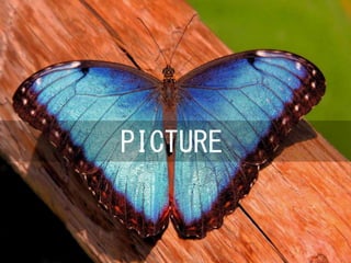 PICTURE
 