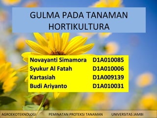 GULMA PADA TANAMAN
HORTIKULTURA
Novayanti Simamora
Syukur Al Fatah
Kartasiah
Budi Ariyanto

AGROEKOTEKNOLOGI

D1A010085
D1A010006
D1A009139
D1A010031

PEMINATAN PROTEKSI TANAMAN

UNIVERSITAS JAMBI

 