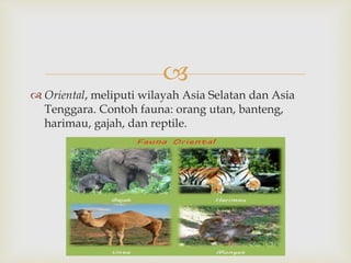  
 Oriental, meliputi wilayah Asia Selatan dan Asia 
Tenggara. Contoh fauna: orang utan, banteng, 
harimau, gajah, dan reptile. 
 