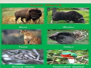  
 Neartik, meliputi wilayah Amerika Utara (AS dan 
Kanada), Greenland, sampai bagian tengah 
Meksiko.Contoh fauna: bison, caribouw, salamander, 
ayam kalkun, dan kura-kura. 
 