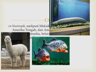  
 Neotropik, meliputi Meksiko bagian bagian selatan, 
Amerika Tengah, dan Amerika Selatan. Contoh 
fauna: ikan piranha, belut listrik, Ilama, ular 
anaconda, dan kera. 
 