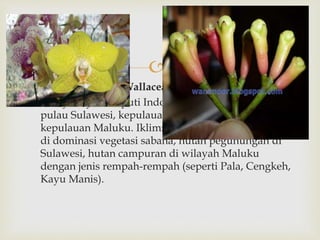  
 Flora kepulauan Wallacea 
 Wilayahnya meliputi Indonesia bagian tengah yaitu 
pulau Sulawesi, kepulauan Nusa Tenggara, dan 
kepulauan Maluku. Iklimnya lebih kering sehingga 
di dominasi vegetasi sabana, hutan pegunungan di 
Sulawesi, hutan campuran di wilayah Maluku 
dengan jenis rempah-rempah (seperti Pala, Cengkeh, 
Kayu Manis). 
 