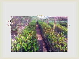  
 Flora Papua 
 Flora di wilayah ini di dominasi hutan hujan tropis 
dengan flora khas yaitu Eucaliptus, sedangkan di 
daerah pantai banyak dijumpai Mangrove. 
 