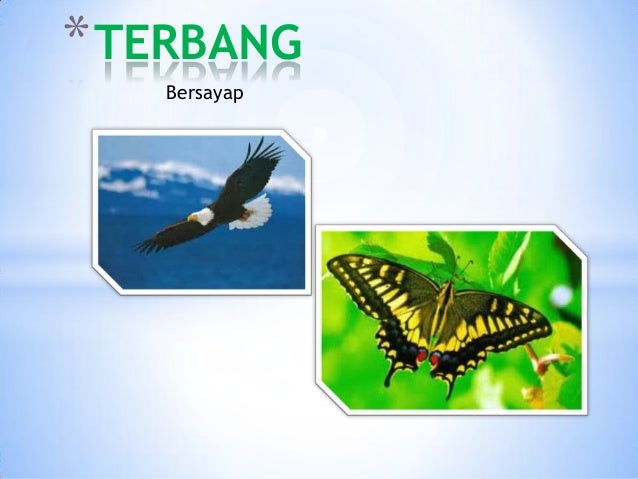 Bersayap
*TERBANG
 