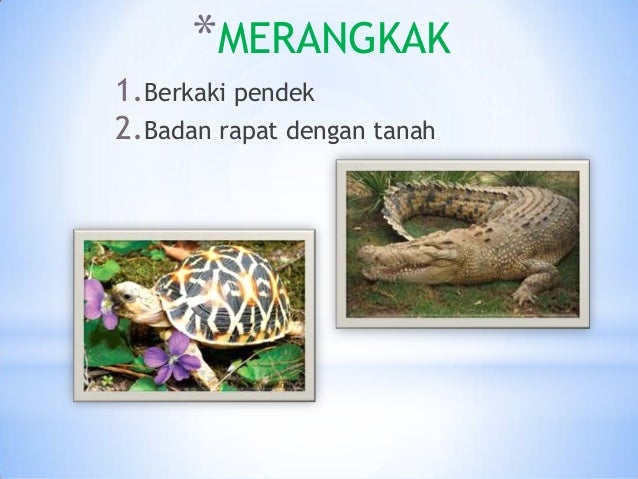 *MERANGKAK
1.Berkaki pendek
2.Badan rapat dengan tanah
 