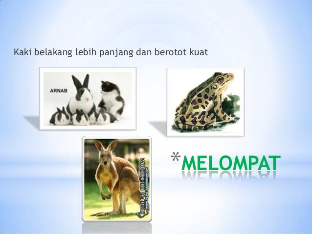 *MELOMPAT
Kaki belakang lebih panjang dan berotot kuat
 