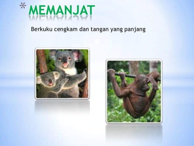 Berkuku cengkam dan tangan yang panjang
*MEMANJAT
 