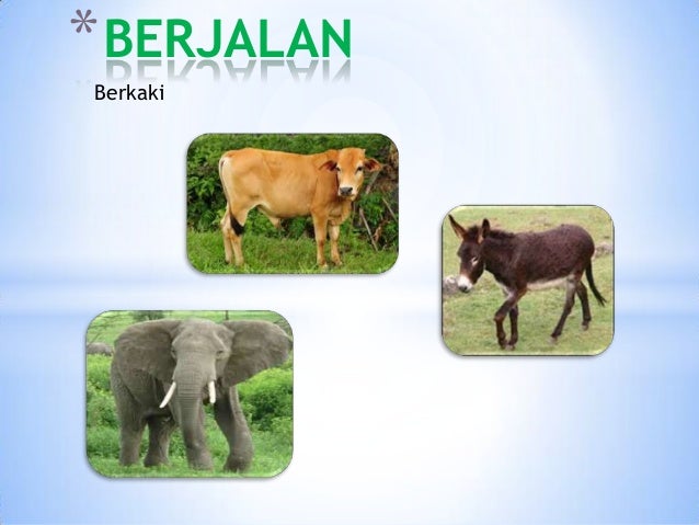 Berkaki
*BERJALAN
 