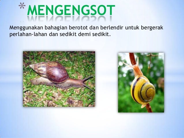Menggunakan bahagian berotot dan berlendir untuk bergerak
perlahan-lahan dan sedikit demi sedikit.
*MENGENGSOT
 